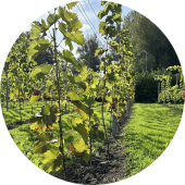 wijnranken op duurzame wijngaard