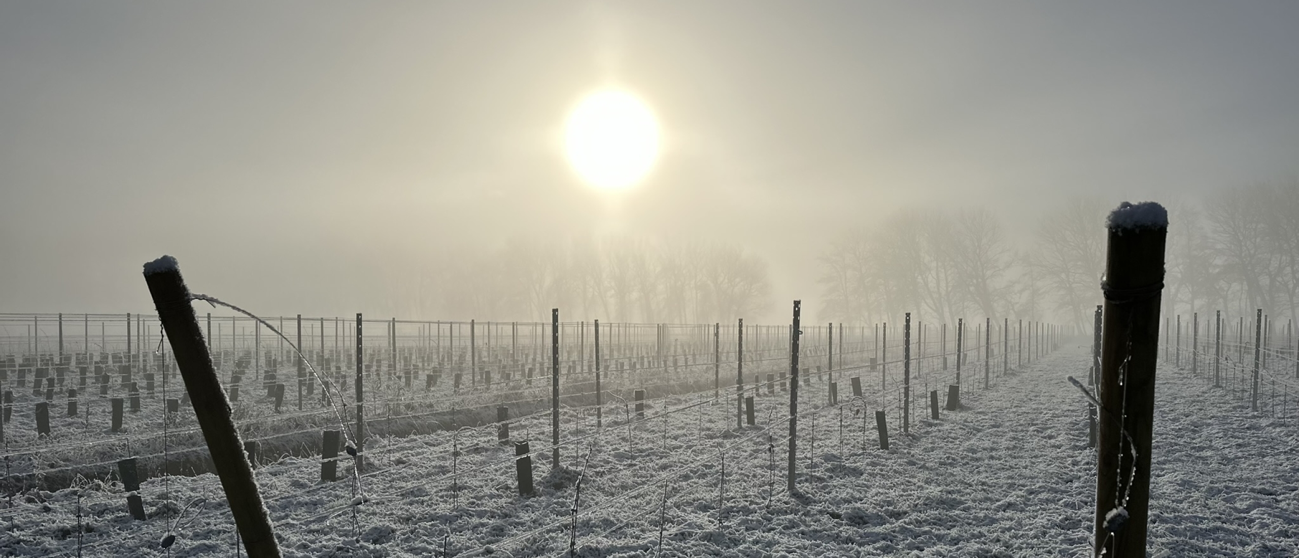 Wijngaard in winterrust bij Domein Bergen