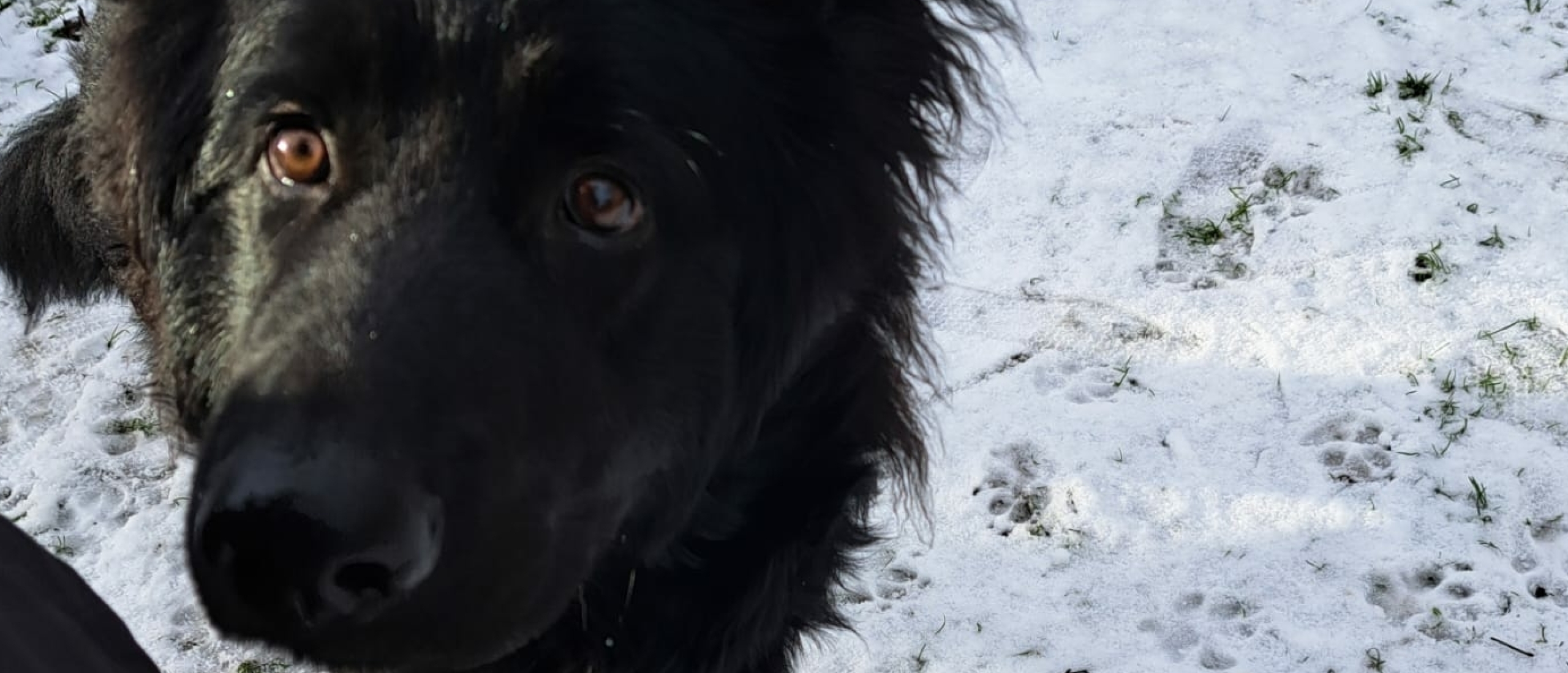 Hond en winterse omstandigheden