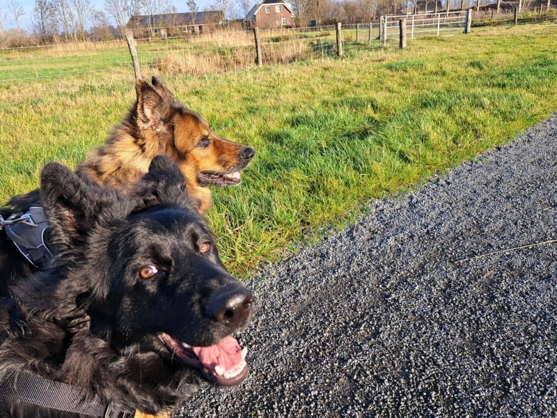 hond-gezond-houden-2-duitse-herders