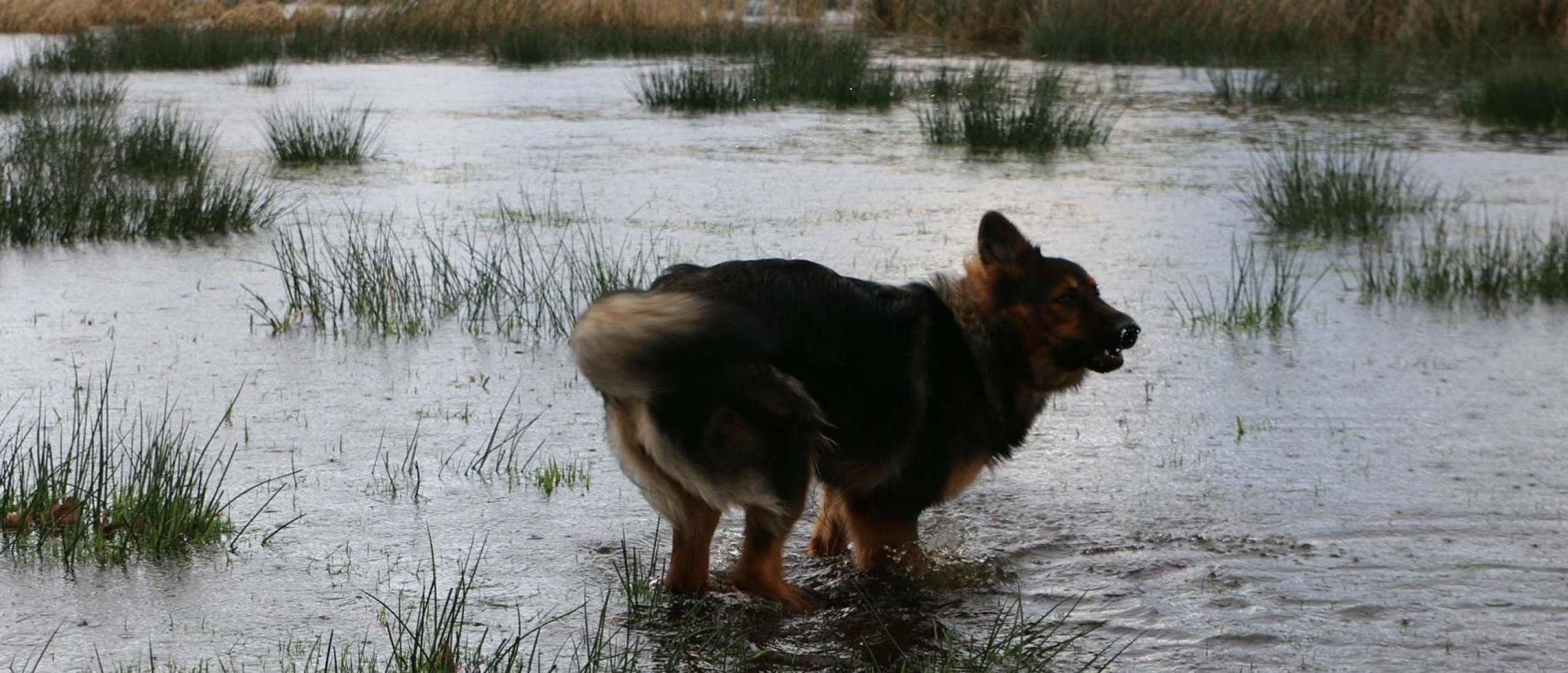 Hond loopplank wandelen auto