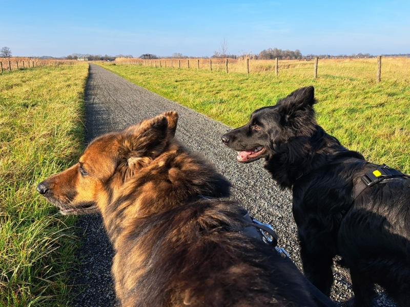 Hond wennen nieuwe situaties buiten