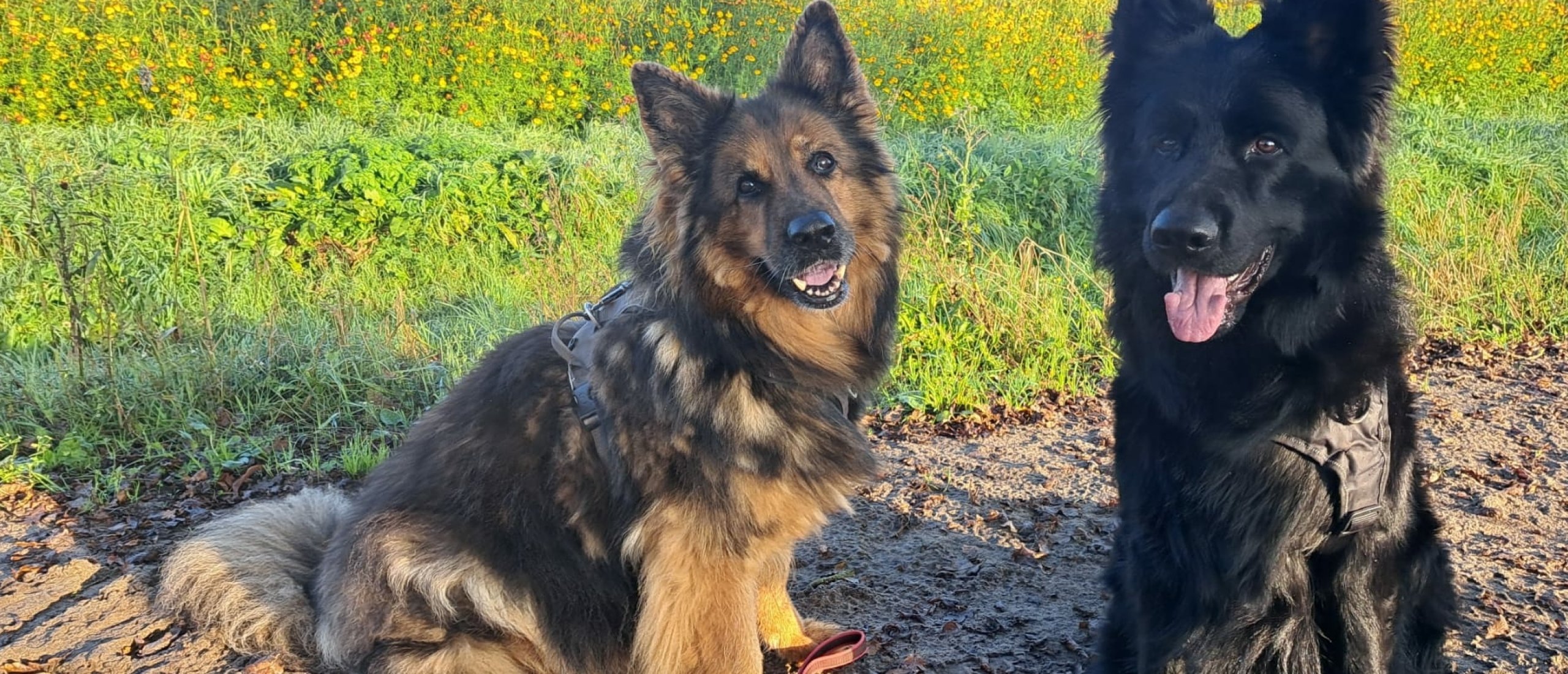 Honden en vuurwerkstress, hoe help je je hond?