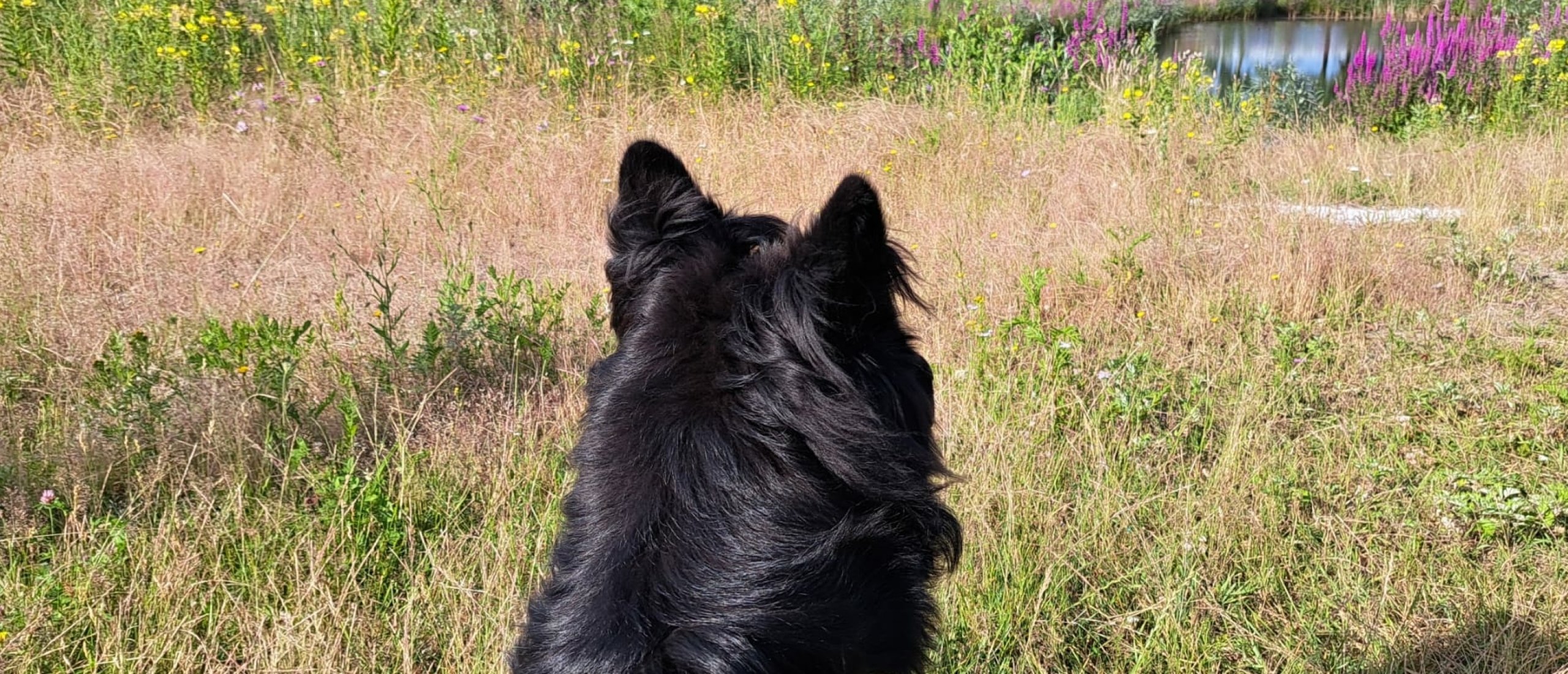 lange lijn hond