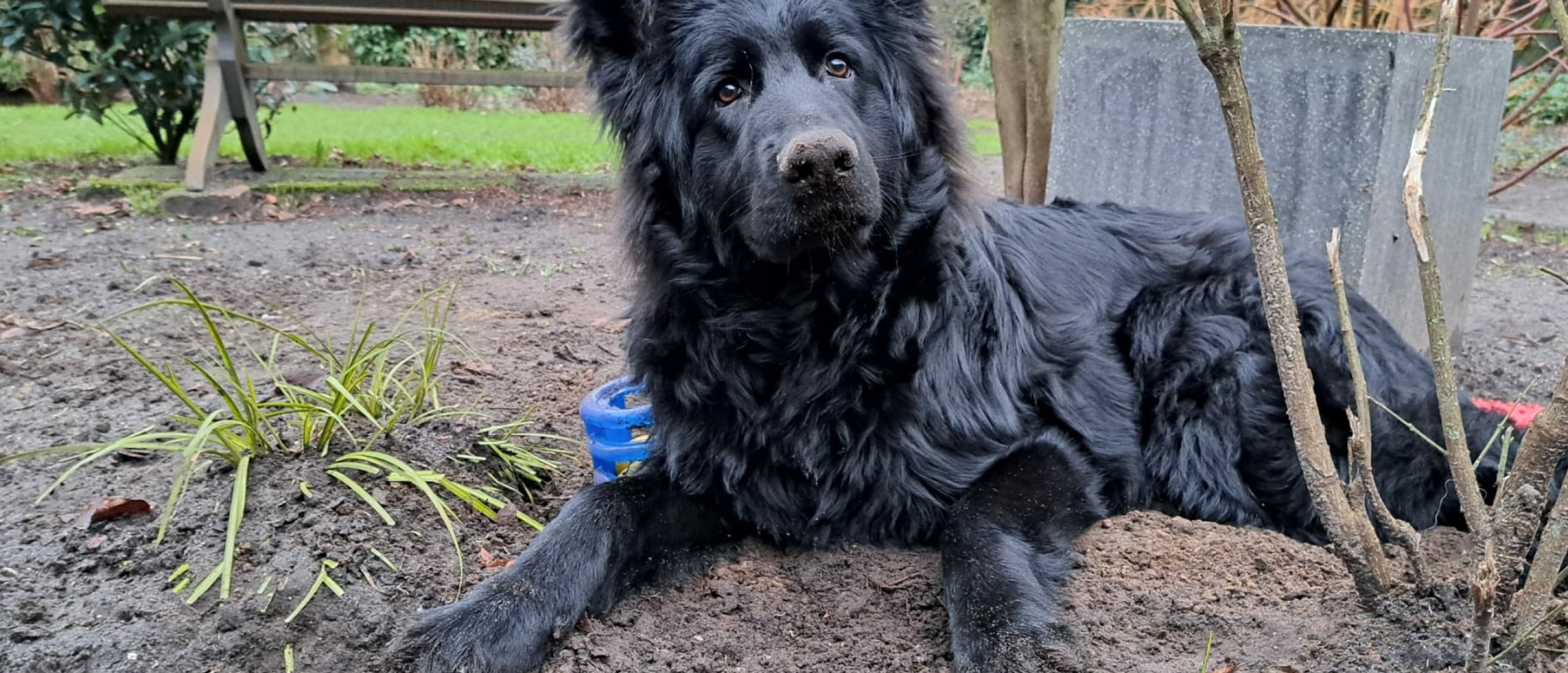 Darmgezondheid bij honden - wat kan jij doen voor je hond?