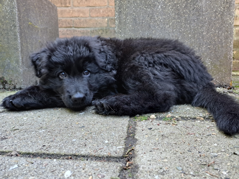 duitse herder pup groei van een puppy