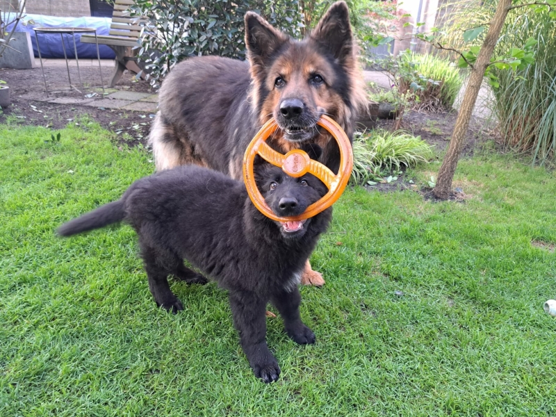 puppy-speelgoed-kopen-duitse-herder