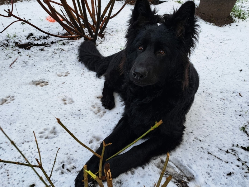 Puppy en hond trainen