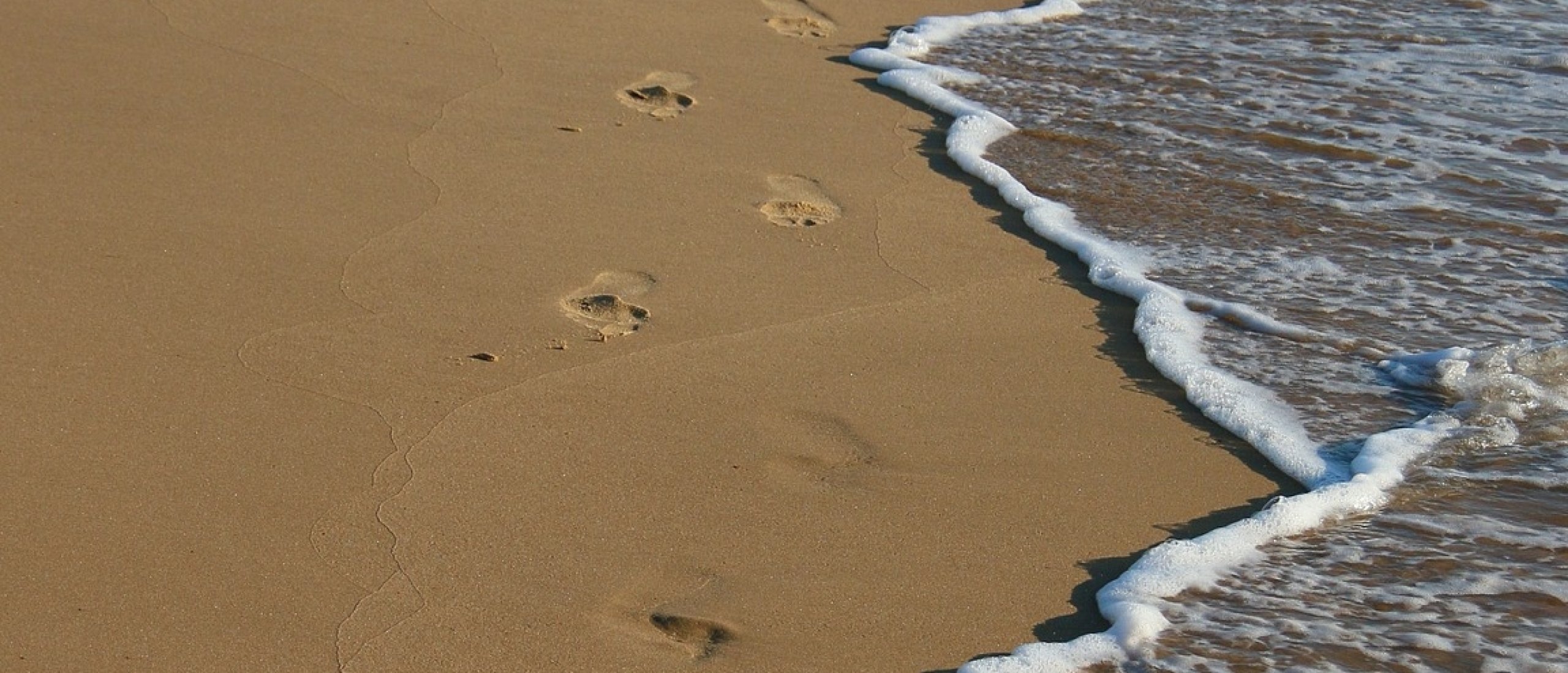 Hond op het strand