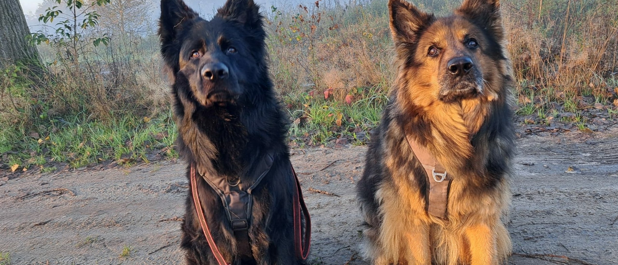 Vuurwerkangst bij honden