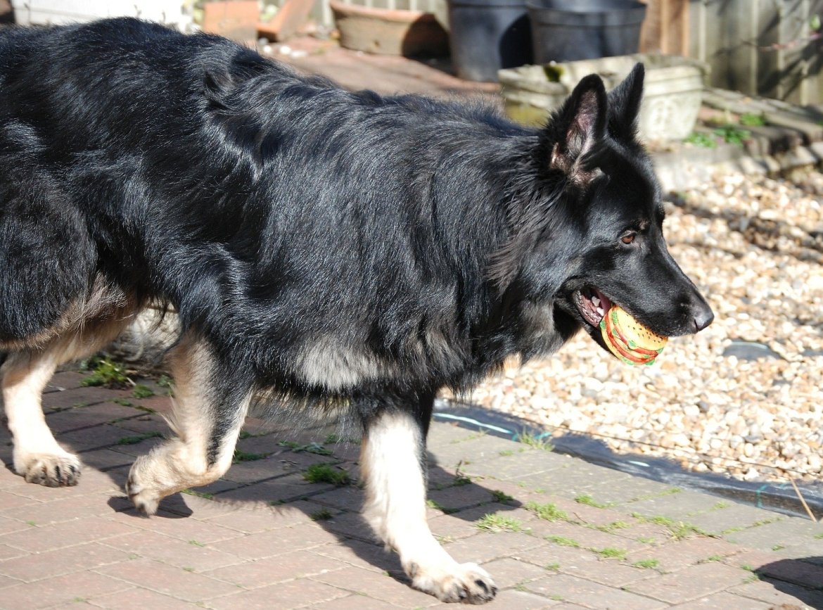 aandacht-duitse-herder-vasthouden-tijdens-wandeling-en-andere-oefeningen