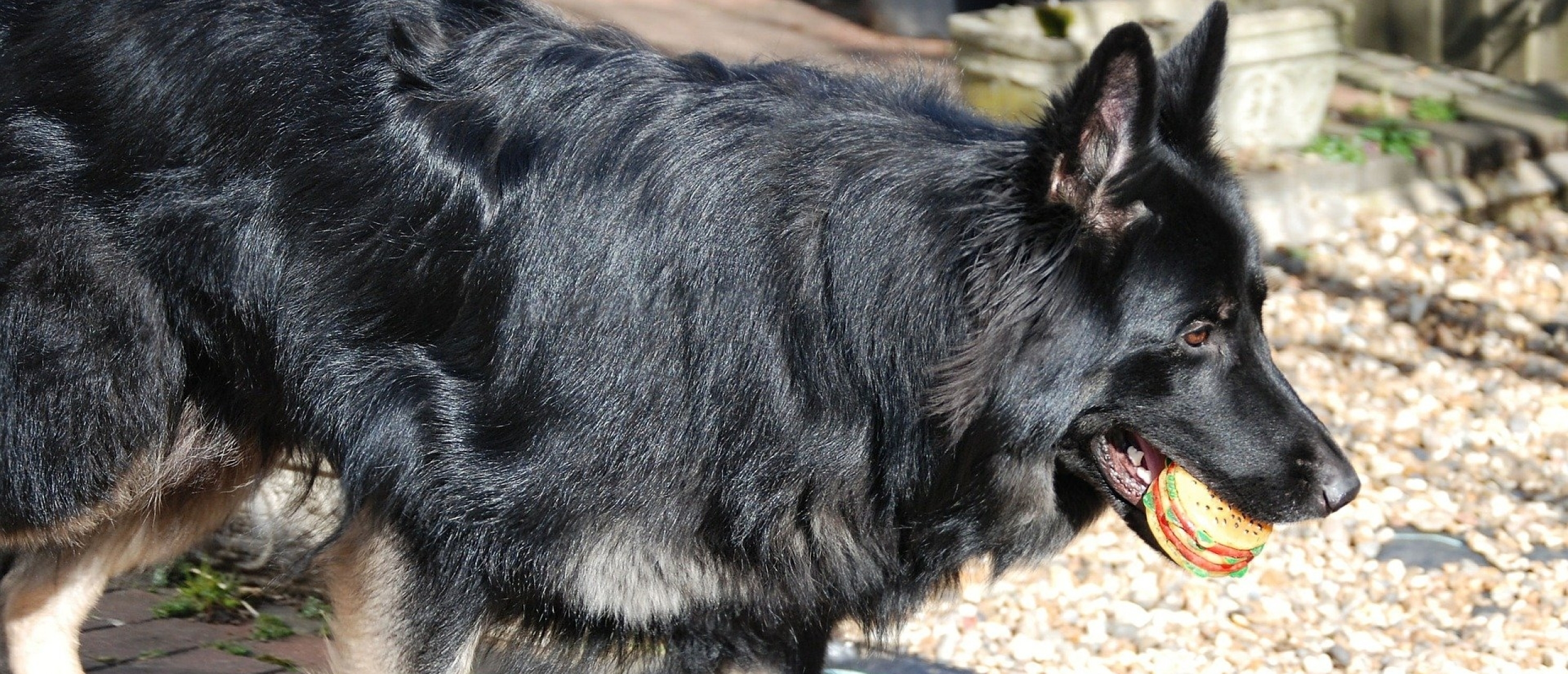 aandacht-duitse-herder-vasthouden-tijdens-wandeling-en-andere-oefeningen