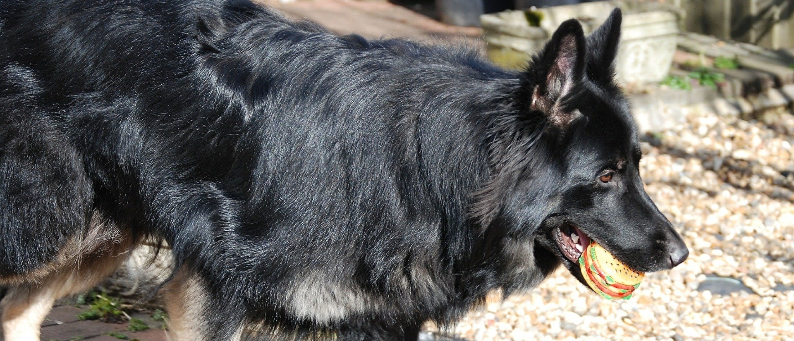 aandacht-duitse-herder-vasthouden-tijdens-wandeling-en-andere-oefeningen