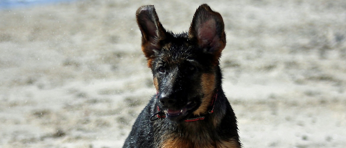 Aanschaf eerste Duitse Herder pup