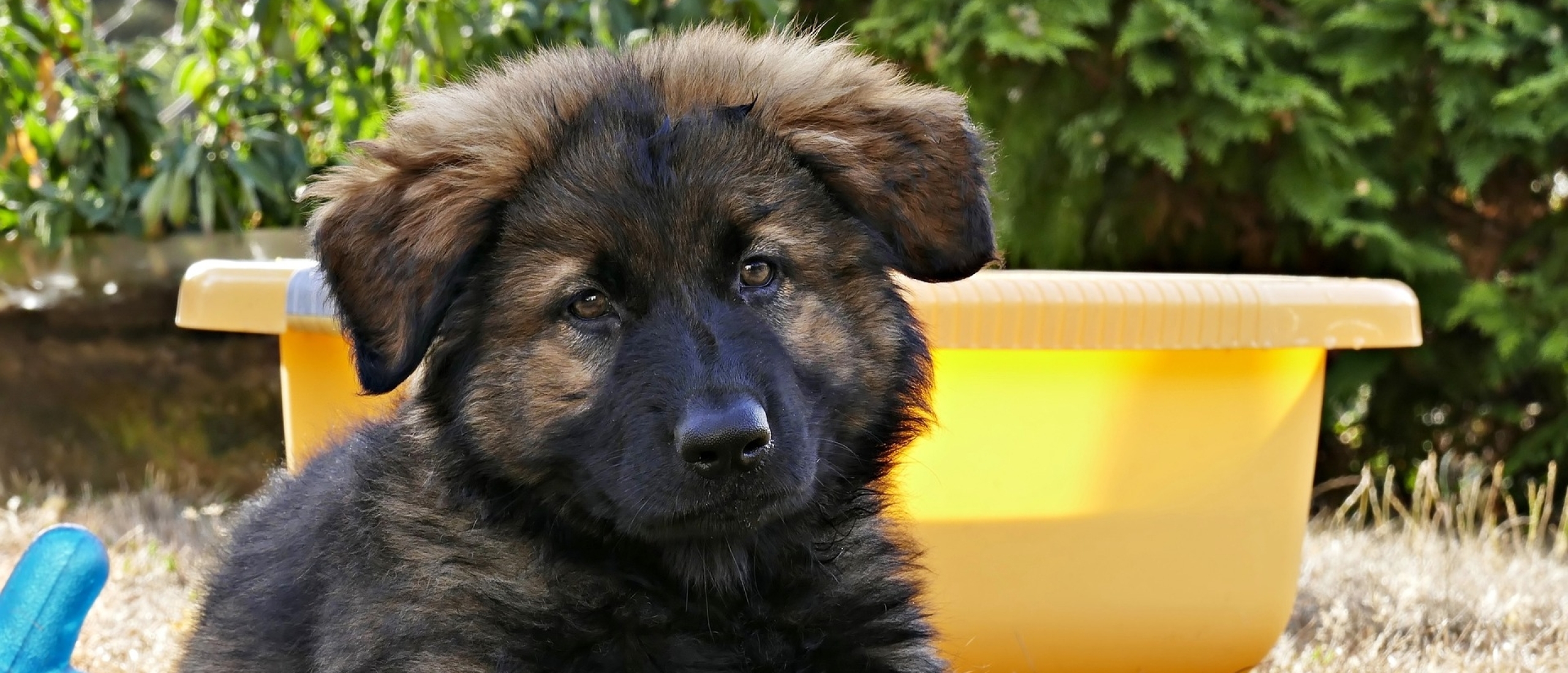 aanschaf-eerste-duitse-herder-pup-spelen