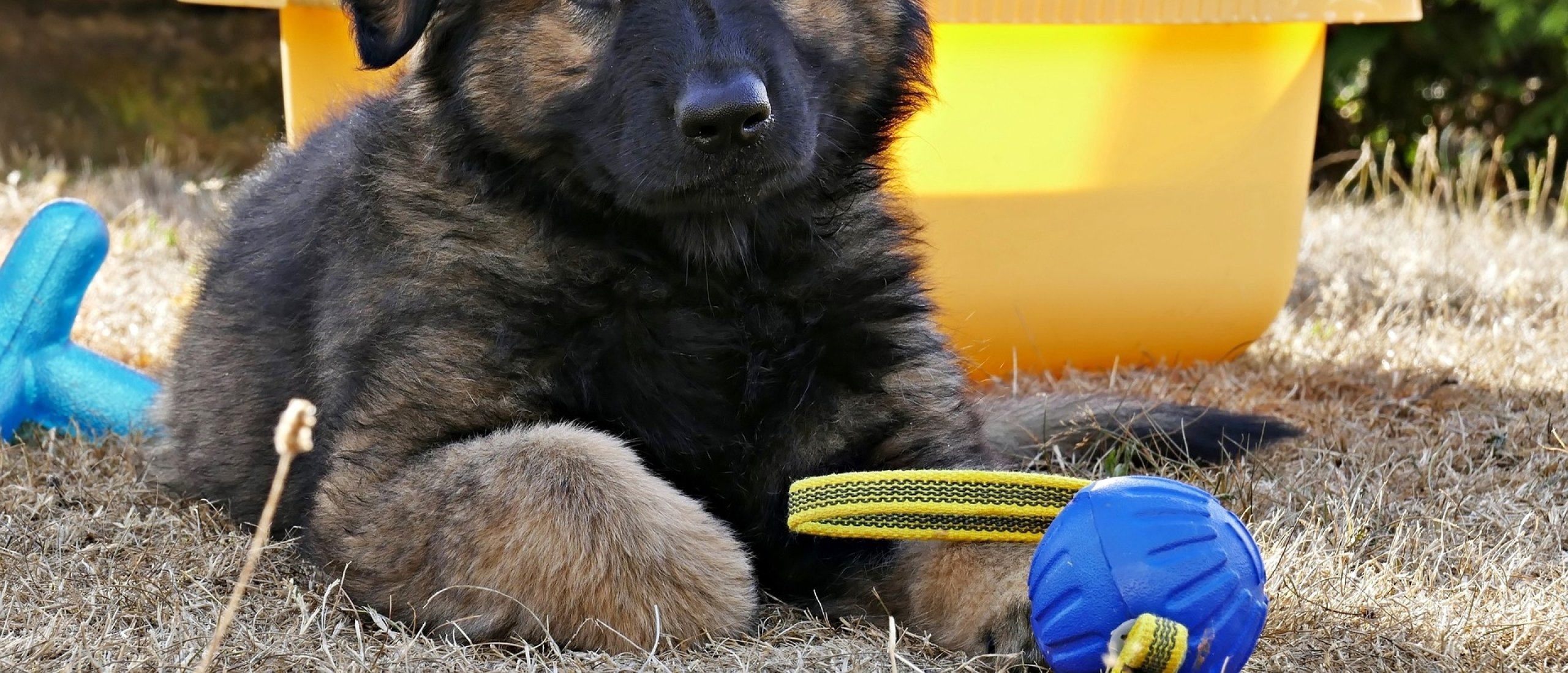 aanschaf-eerste-duitse-herder-pup-spelen