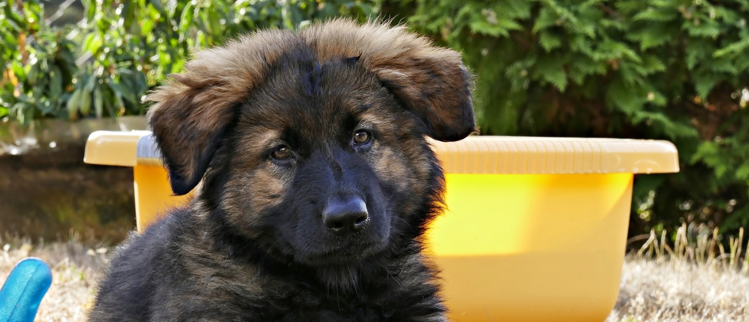 aanschaf-eerste-duitse-herder-pup-spelen