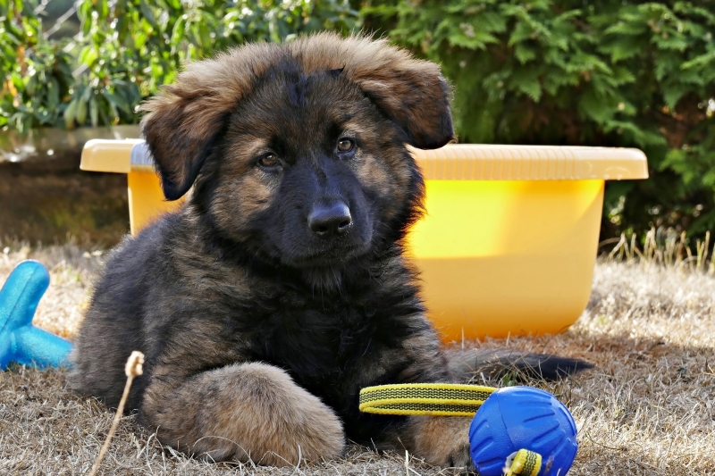 aanschaf-eerste-duitse-herder-pup-spelen