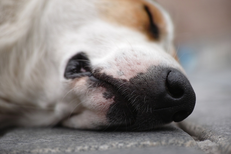 afscheid-van-je-hond-dood