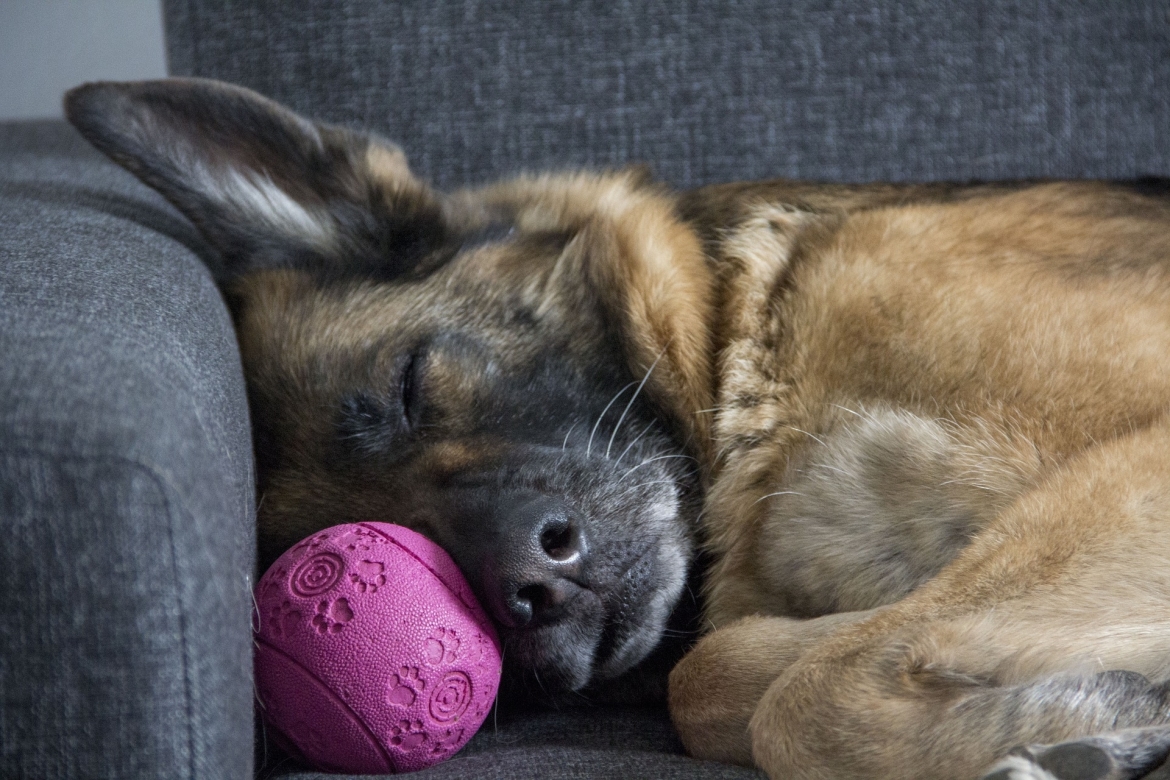 chocoladevergiftiging-bij-honden