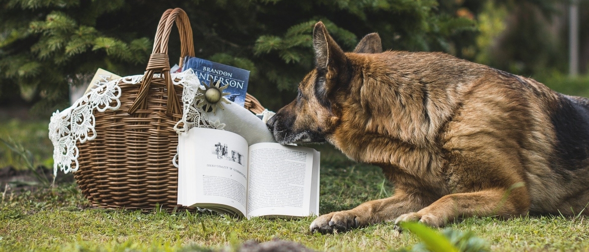 Chocoladevergiftiging bij honden