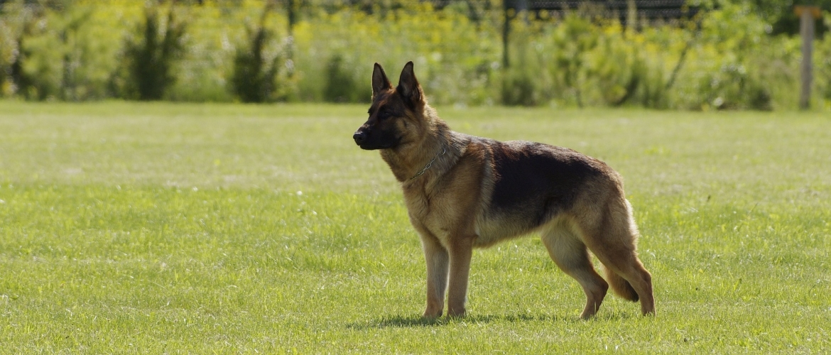 De Duitse herder herplaatsen