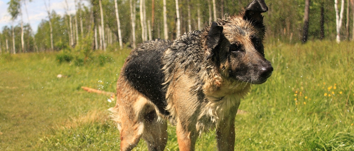 Duitse herder en beweging