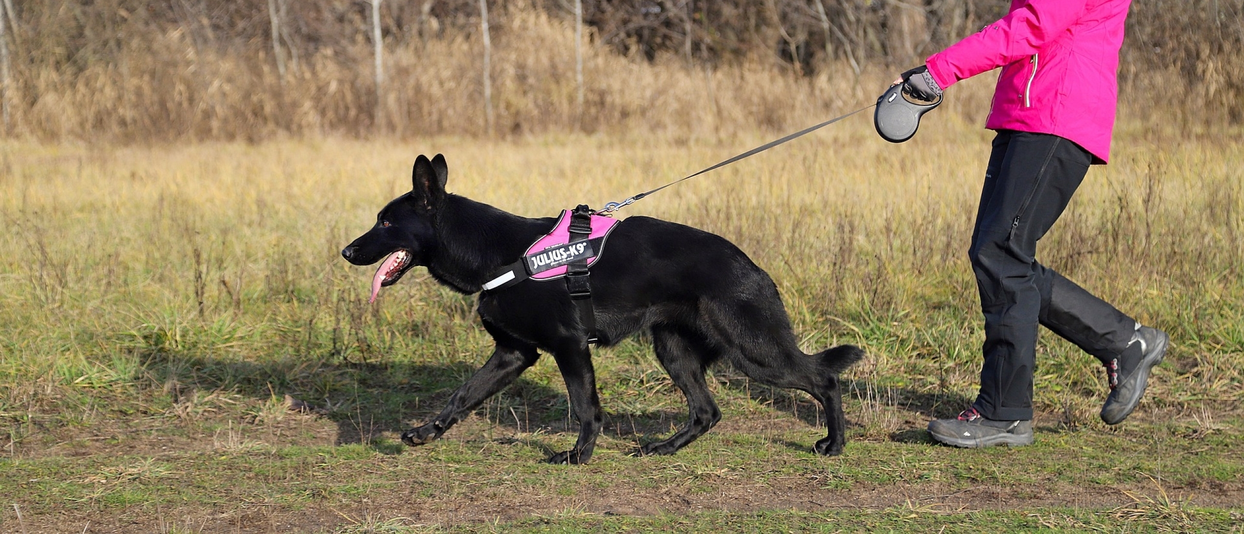 duitse-herder-en-beweging-wandelen