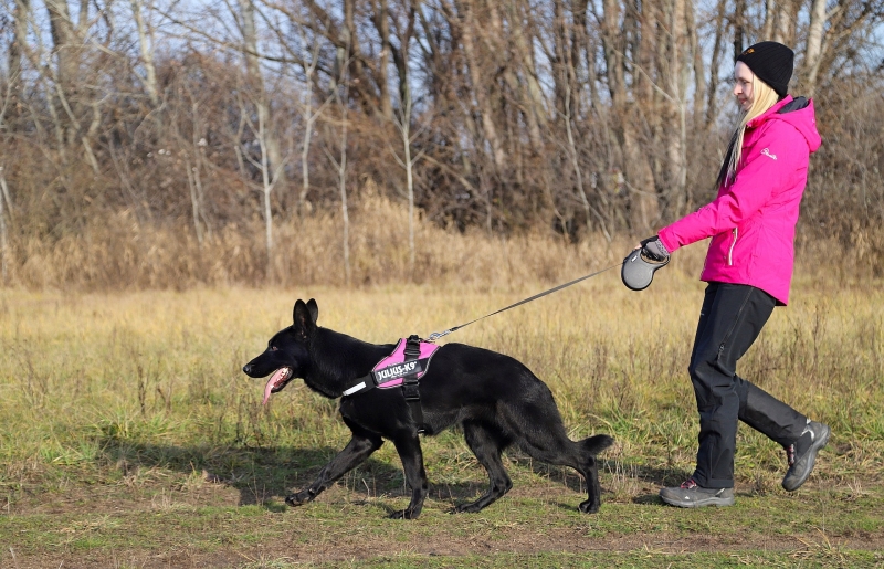 duitse-herder-en-beweging-wandelen