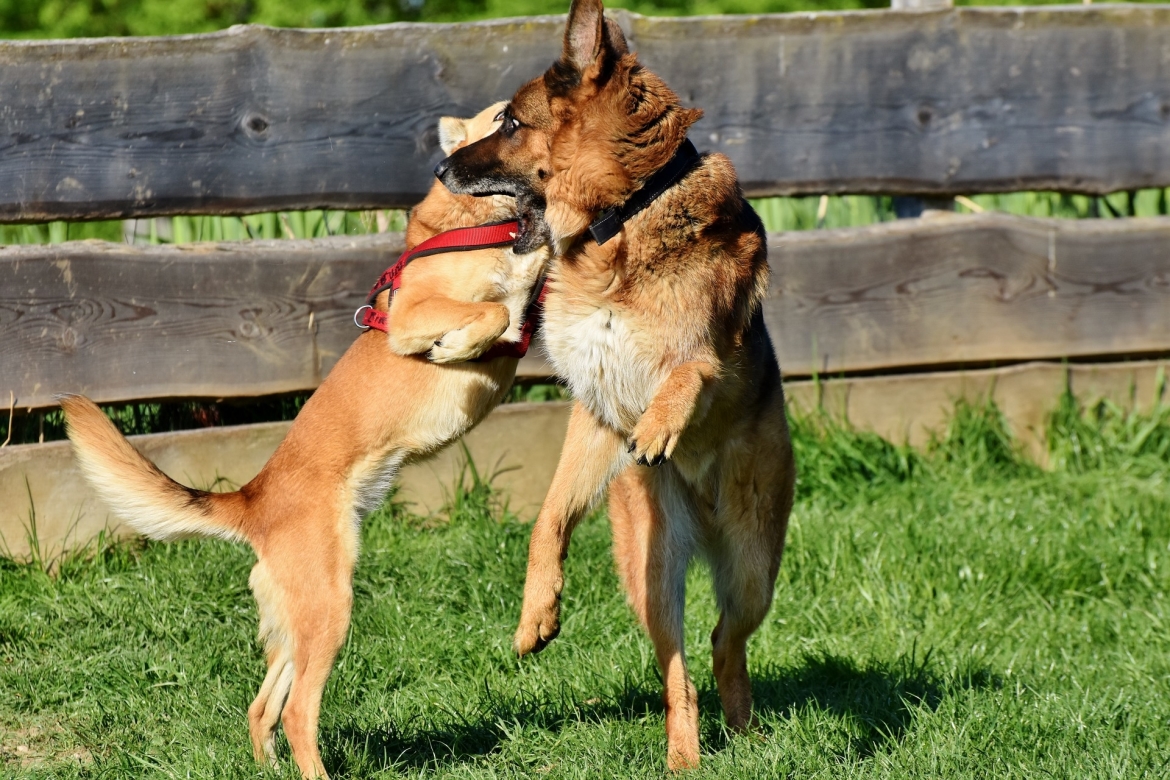 duitse-herder-en-cursus