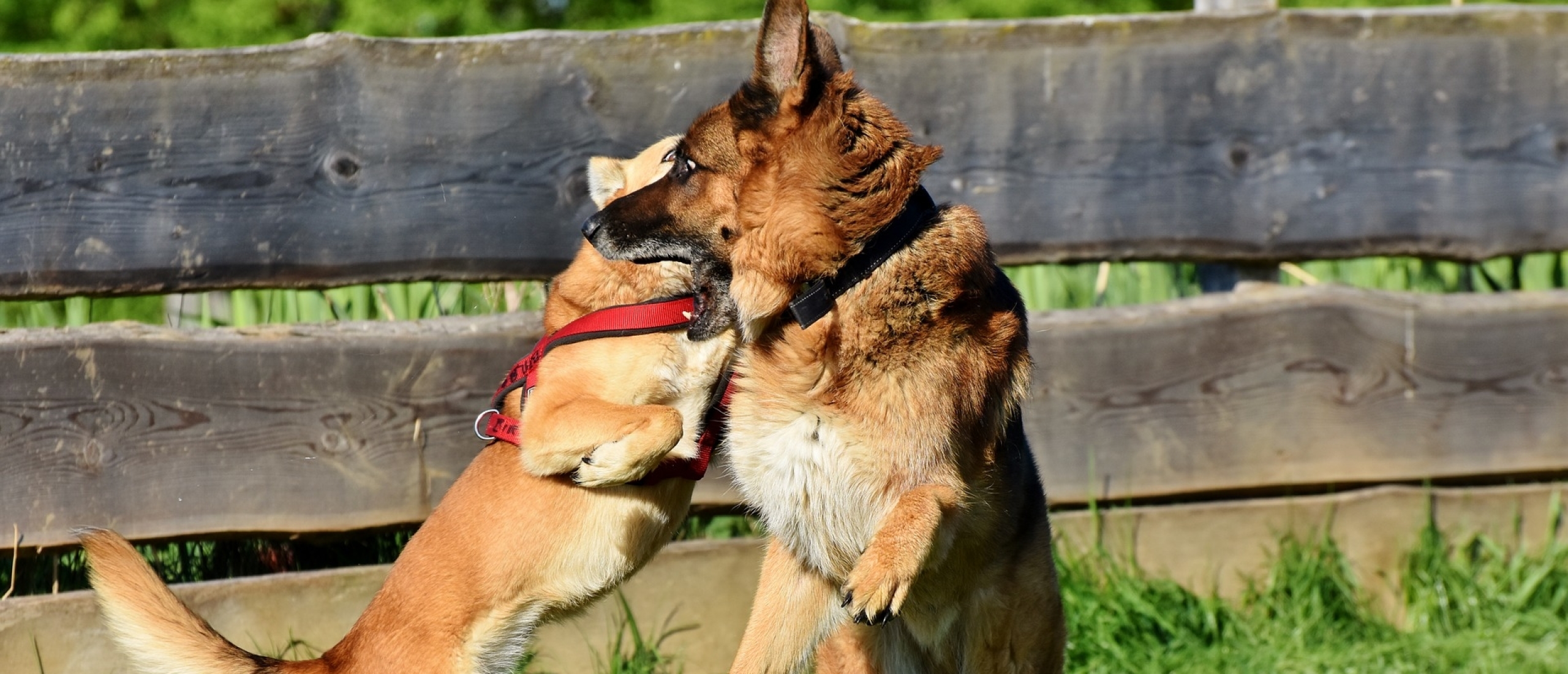 duitse-herder-en-cursus