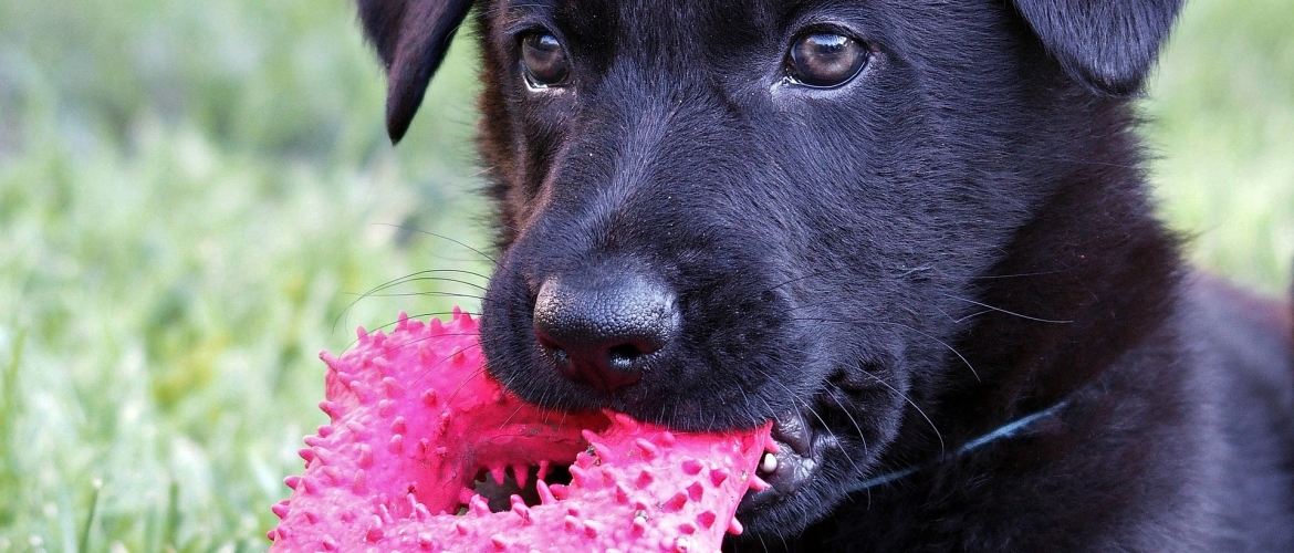 Duitse Herder en puzzelen