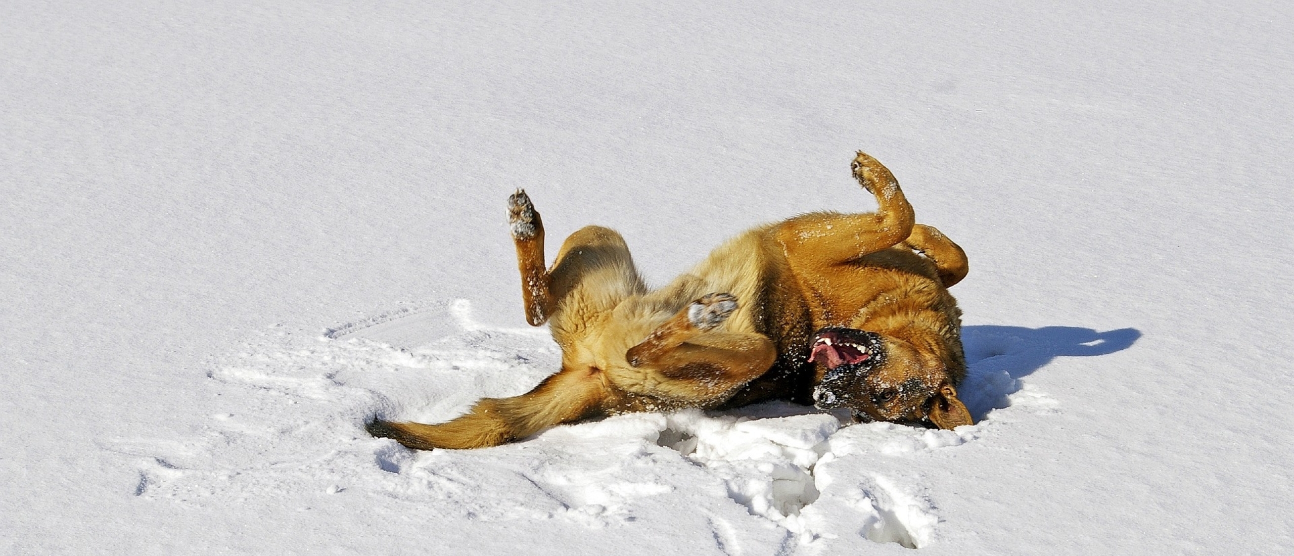 duitse-herder-en-sneeuw