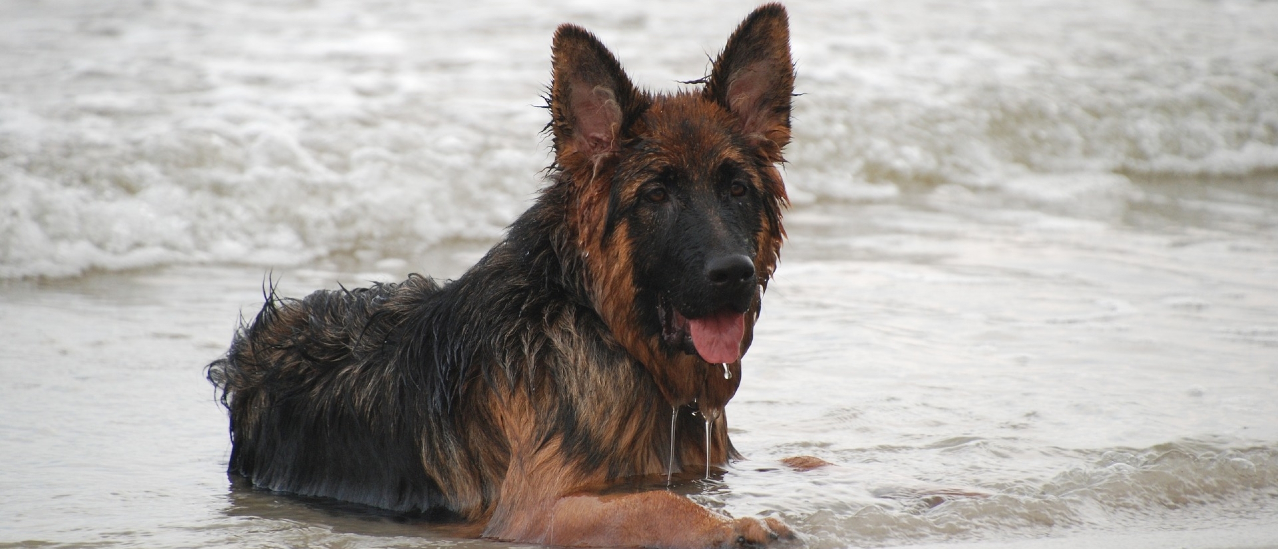 moeilijk nemen kalkoen Honden aan zee - waar mag je op letten? Tips, ideeën en meer |  DuitseHerder.net