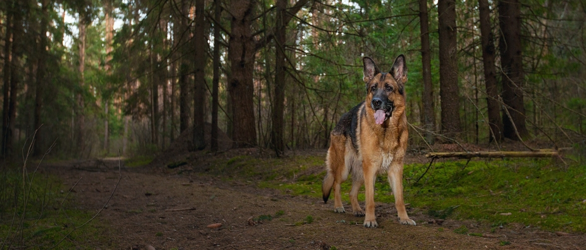 Duitse Herder mee op vakantie?