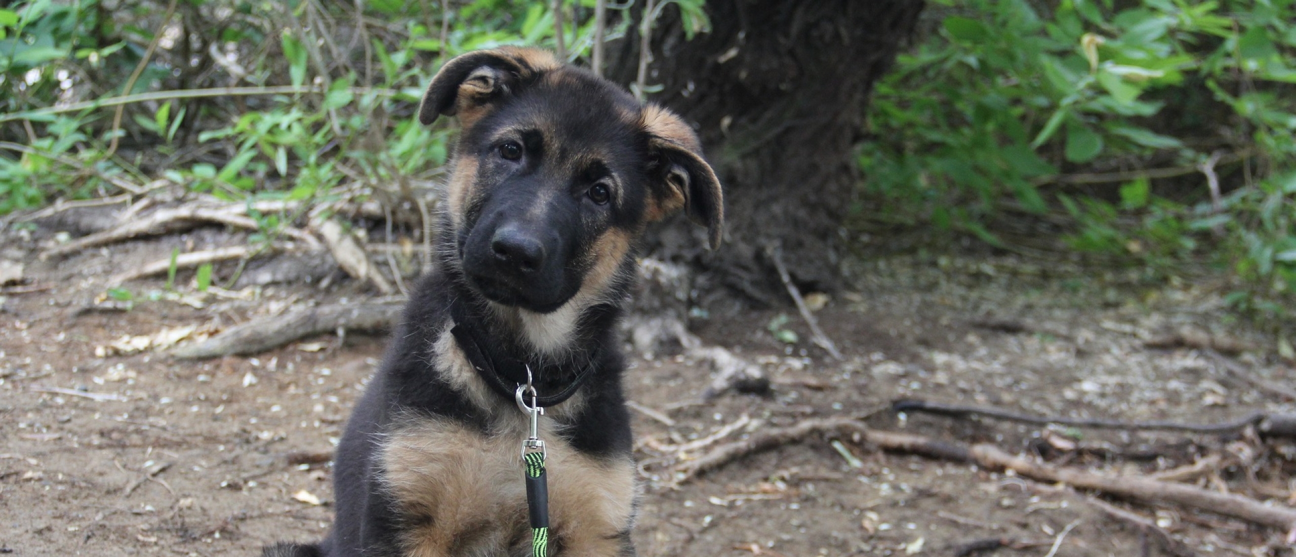 duitse-herder-pup-duitseherder-net