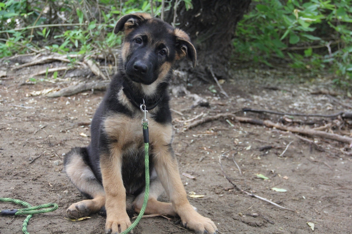 duitse-herder-pup-opvoeden