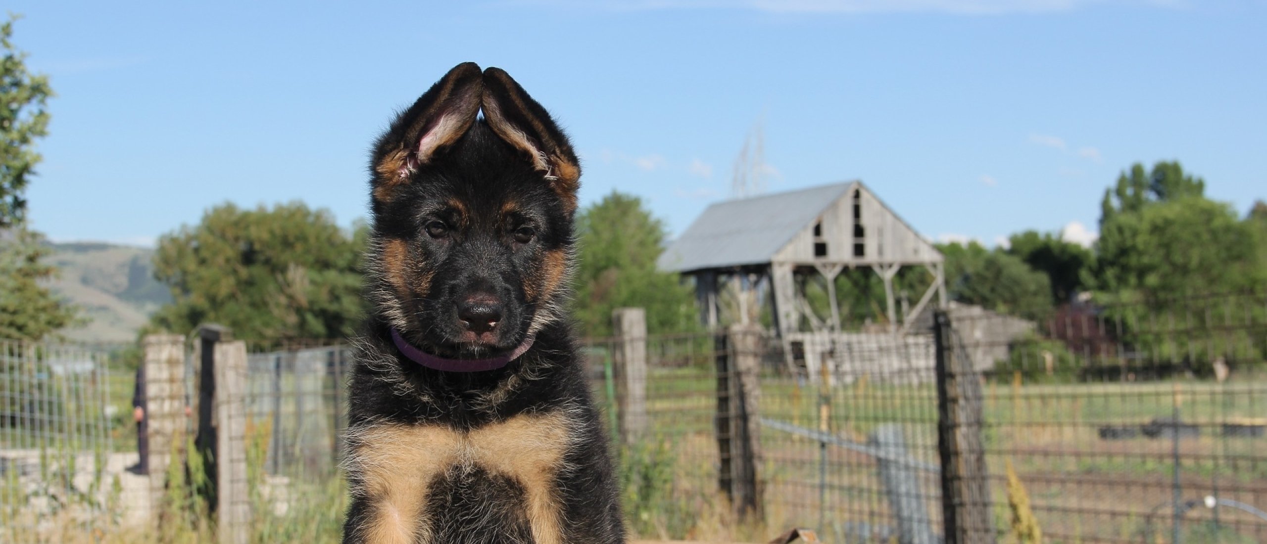 duitse-herder-pup-opvoeden-luisteren