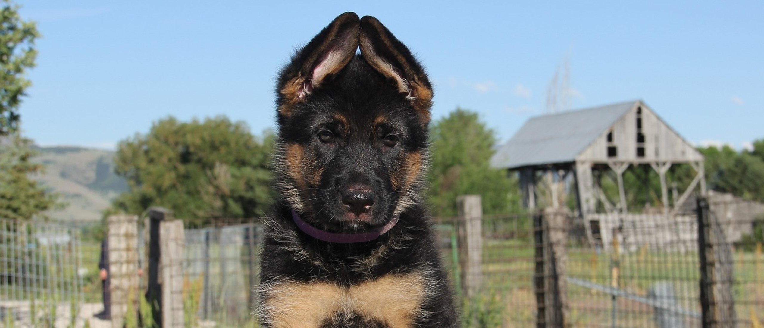 duitse-herder-pup-opvoeden-luisteren