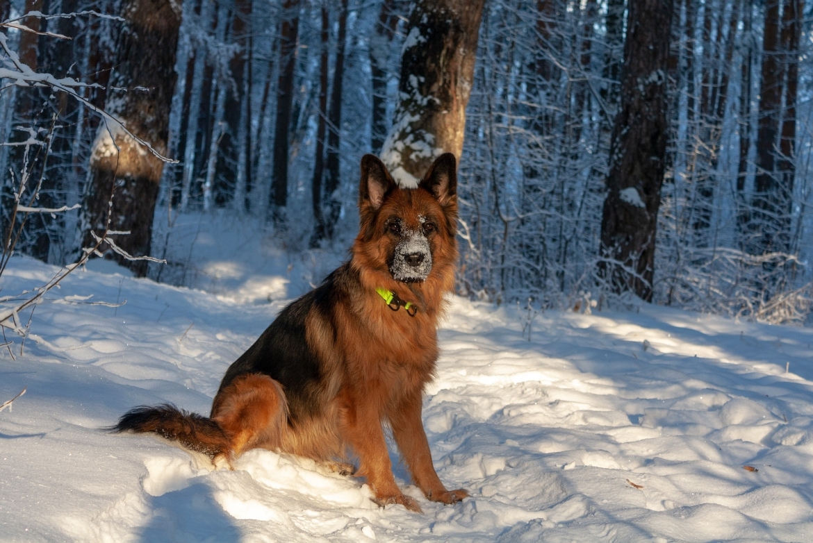 duitse-herder-sneeuw