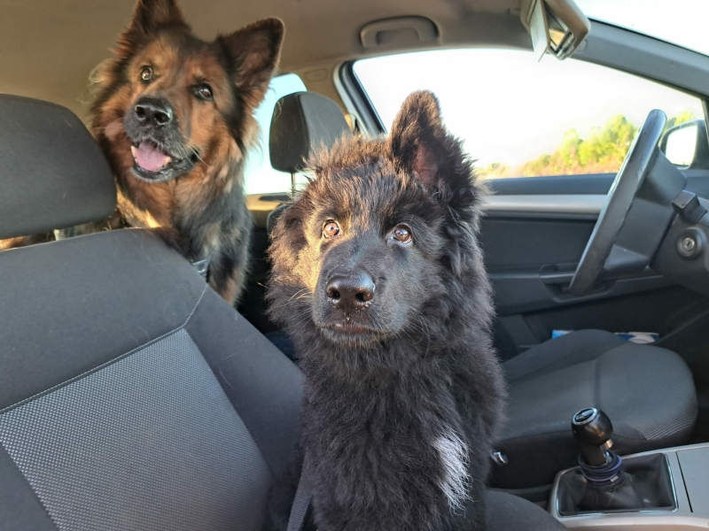 duitse-herders-in-de-auto