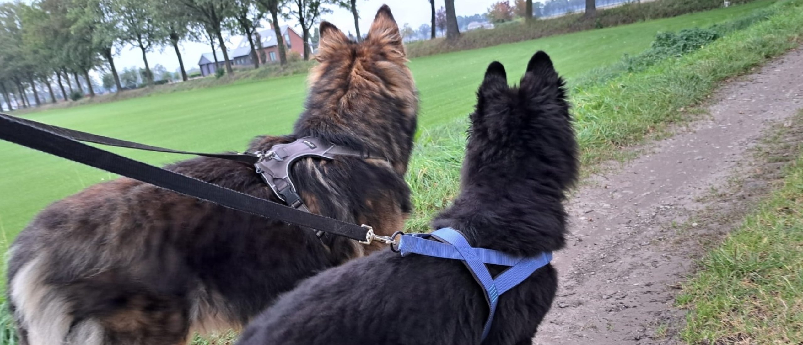 duitse-herders-wandelen