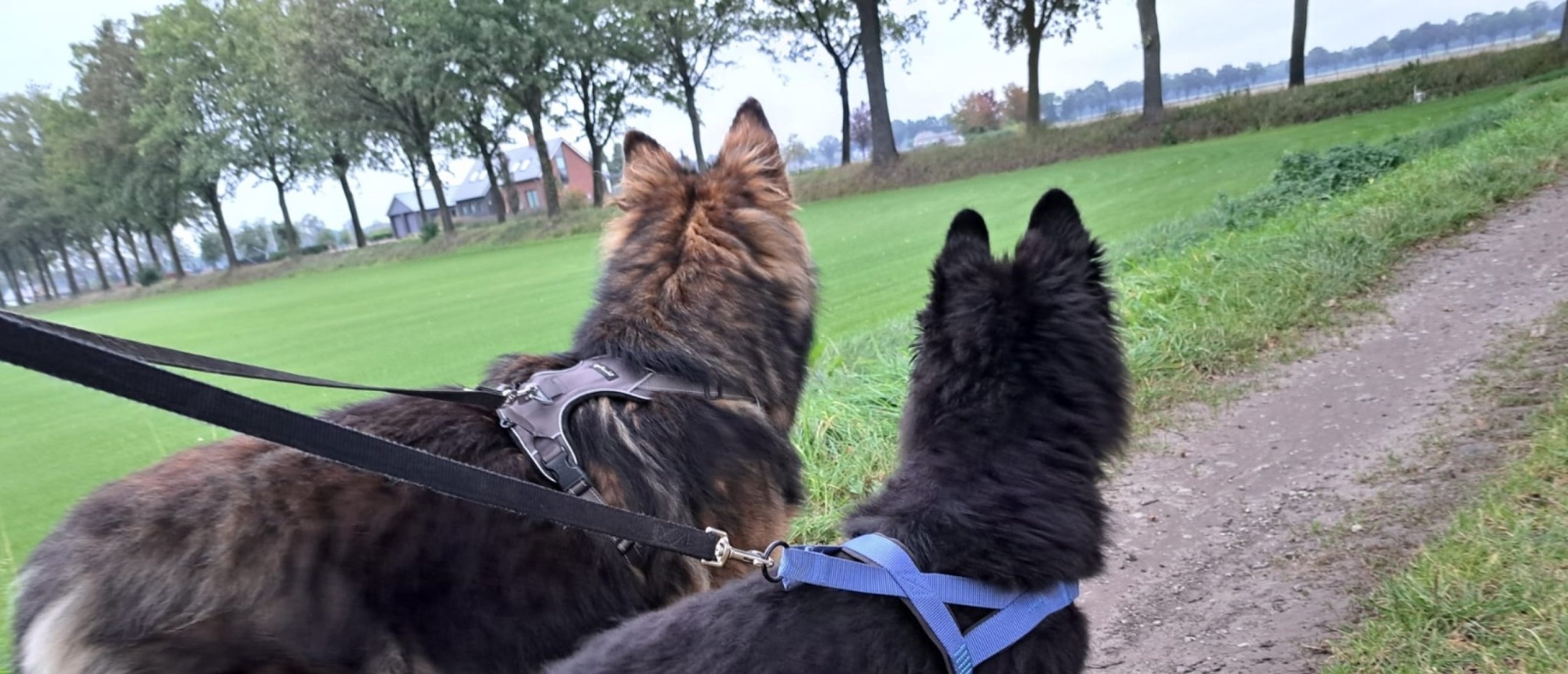 duitse-herders-wandelen