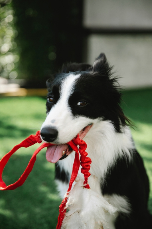 een-hond-hapt-om-8-verschillende-redenen