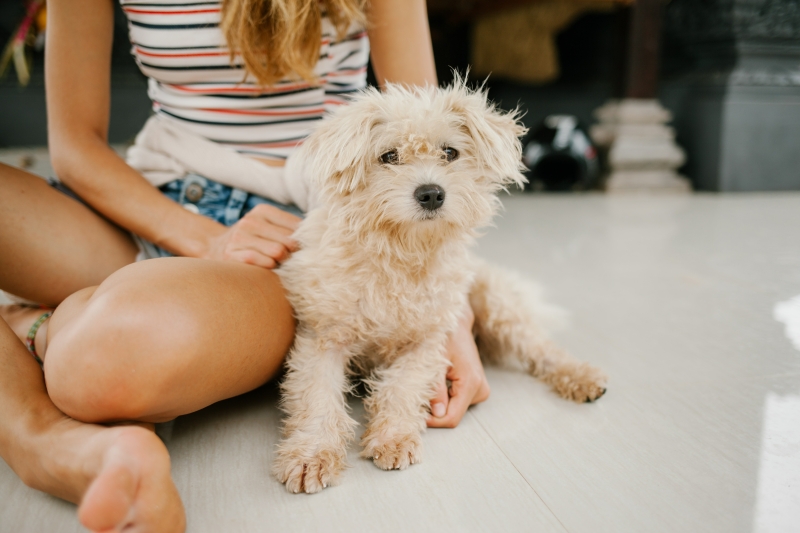 eerste-weken-puppy-bij-fokker-uitzoeken