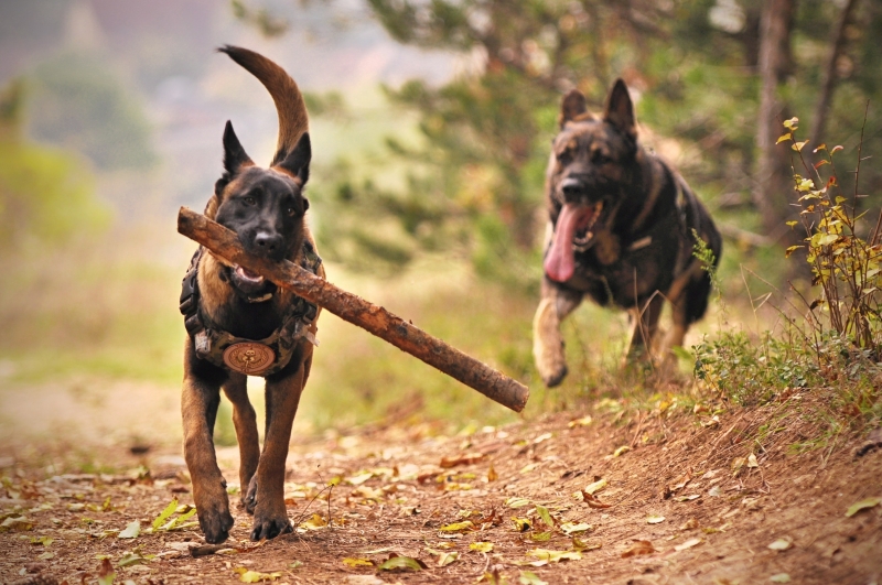 geschiedenis-duitse-herder-actie