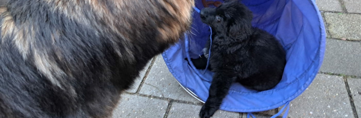 YRHome Sprungstangen-Set Trainingsstangen für Agility konditionelles