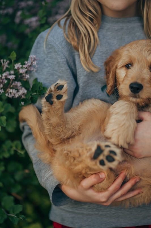 hoe-een-puppy-zindelijk-maken-optillen