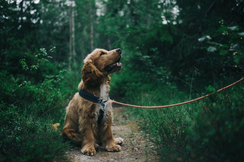 hoe-een-puppy-zindelijk-maken-uit-laten