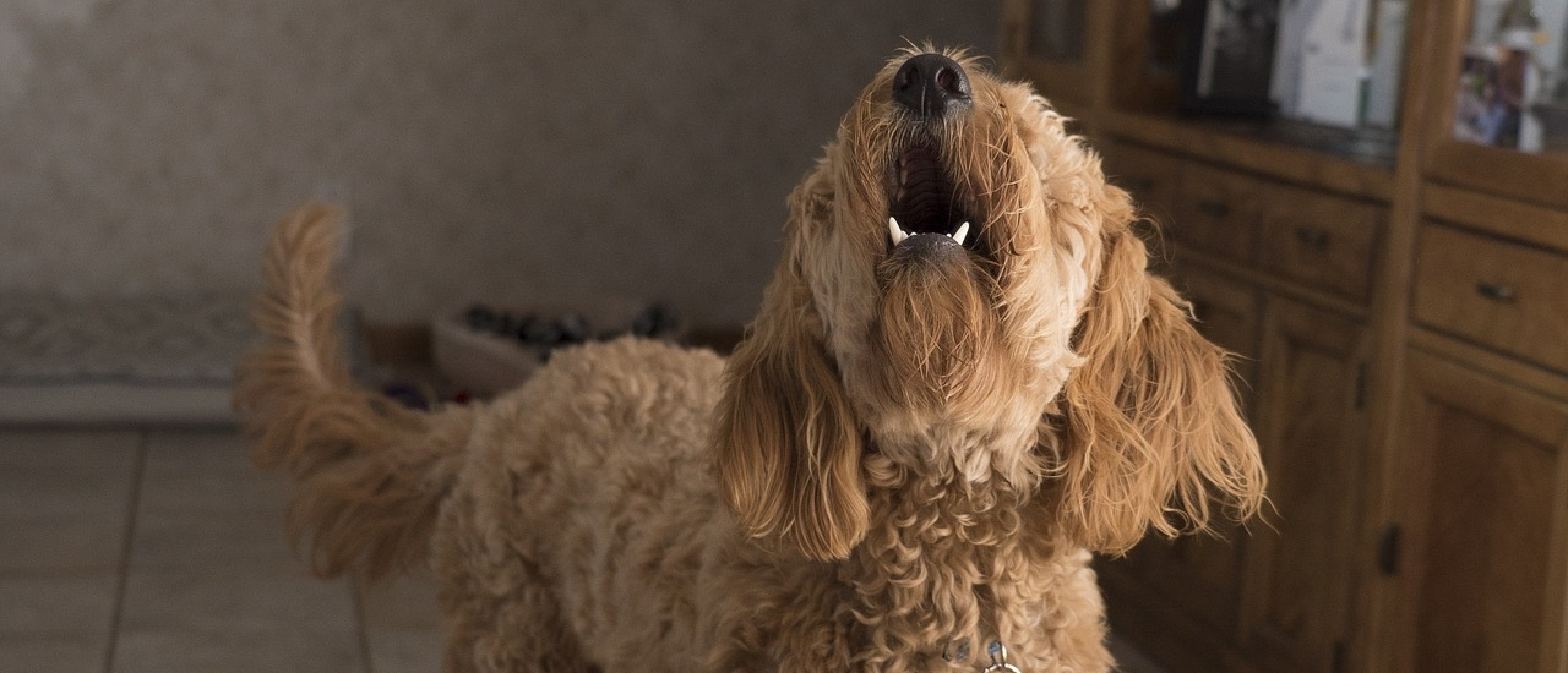 hond-blaft-als-deurbel-gaat-thuis